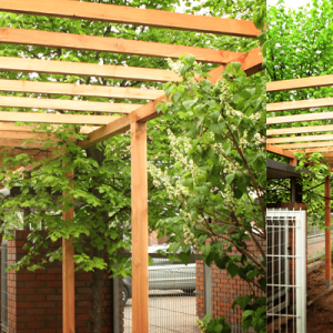 pergola for climbers